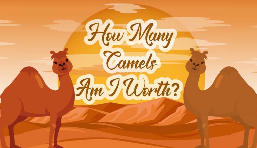 How Many Camels For Your Girlfriend